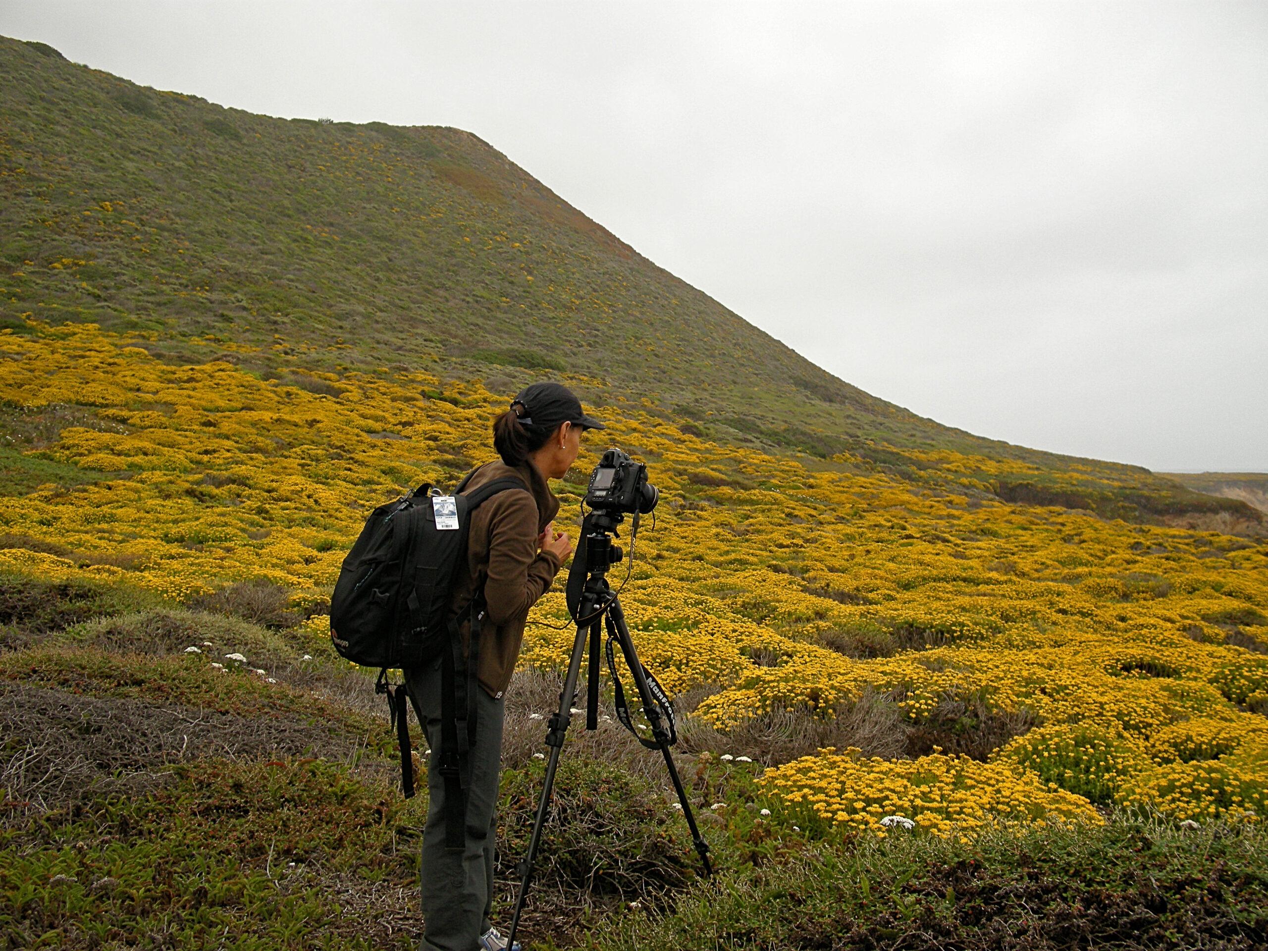 Mayra campo flores amarillas- Big Sur, CA, US